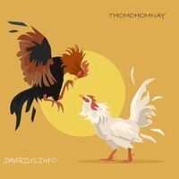  thomohomnay  TRỰC TIẾP ĐÁ GÀ THOMO